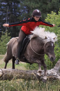 The Icelandic Horse Farm