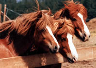 Icelandic Horses