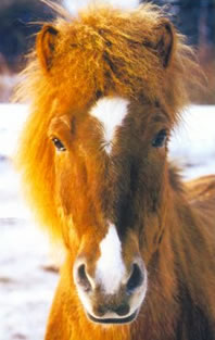 Icelandic Horse Farm