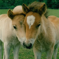 Icelandic Horse Farm