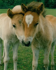 Young Icelandic horse at The Icelandic Horse Farm