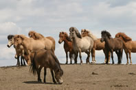 Horses at the Icelandic Horse Farm