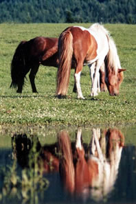 Icelandic Horse Farm