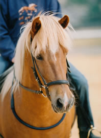 Icelandic Horse Farm