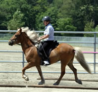 Icelandic Horses are Five Gaited!