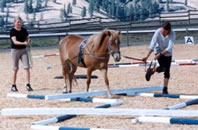 Starting Young Horse Clinics at The Icelandic Horse Farm