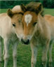 Foals