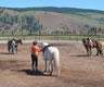 A group practicing some Connected Groundwork exercises before mounting for a lesson.