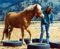 Training at The Icelandic Horse Farm