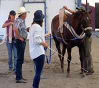 TTEAM Clinics at The Icelandic Horse Farm