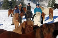 Icelandic Horses are Versatile!